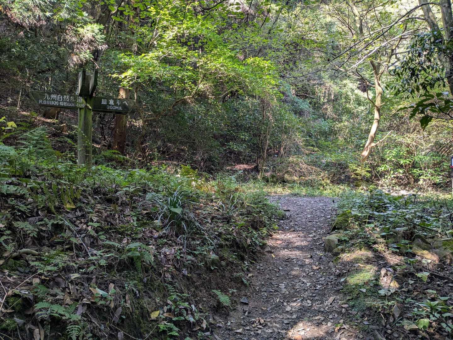 周回路分岐迄登って来ました。