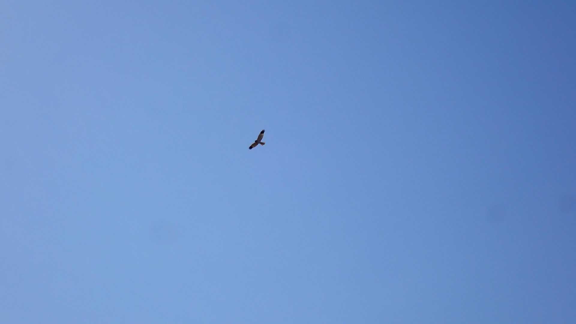 ケアシノスリが飛んでる、初めて見ました