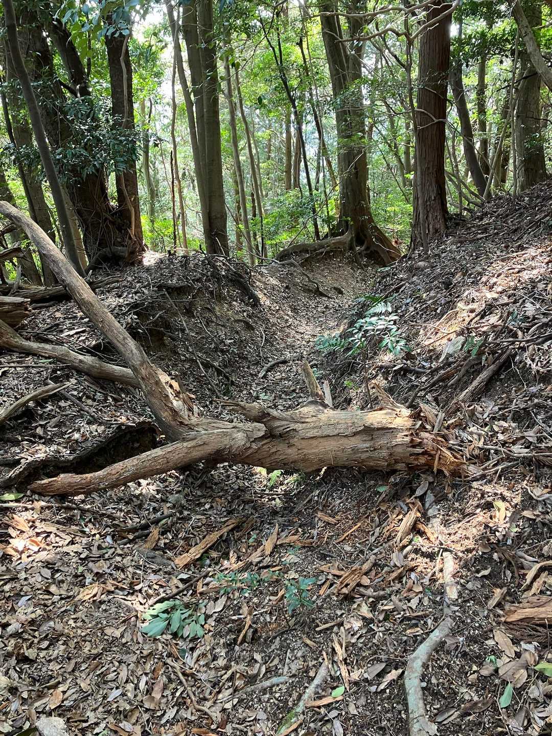 これを前回気がつかなかった倒木。道を塞いでる。
こんなにいくつも登山道で発見があったのは初めてかも(^^;;
