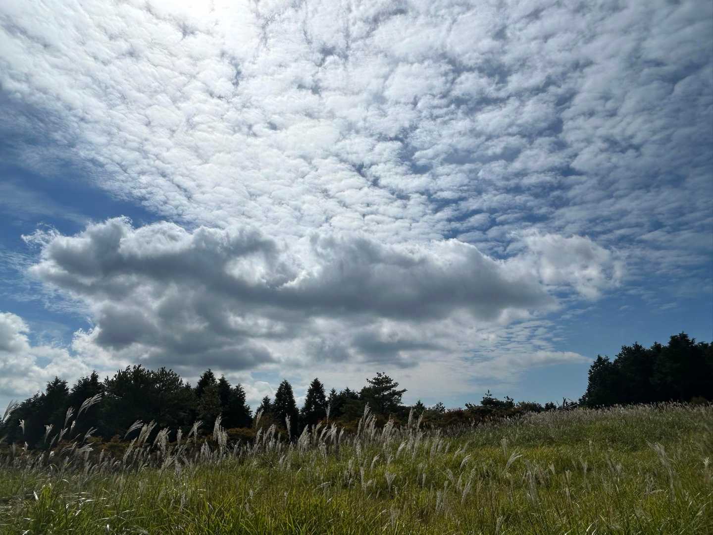行き合いの空やな(•̥̑.̮•̥̑)