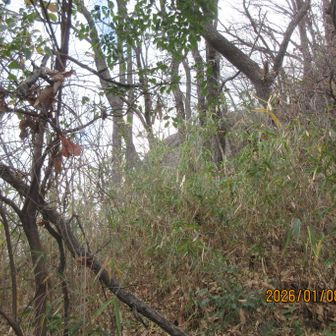 木立の向こうにちょっと見えてるのが、さっき下りてみた眺めの好い岩。