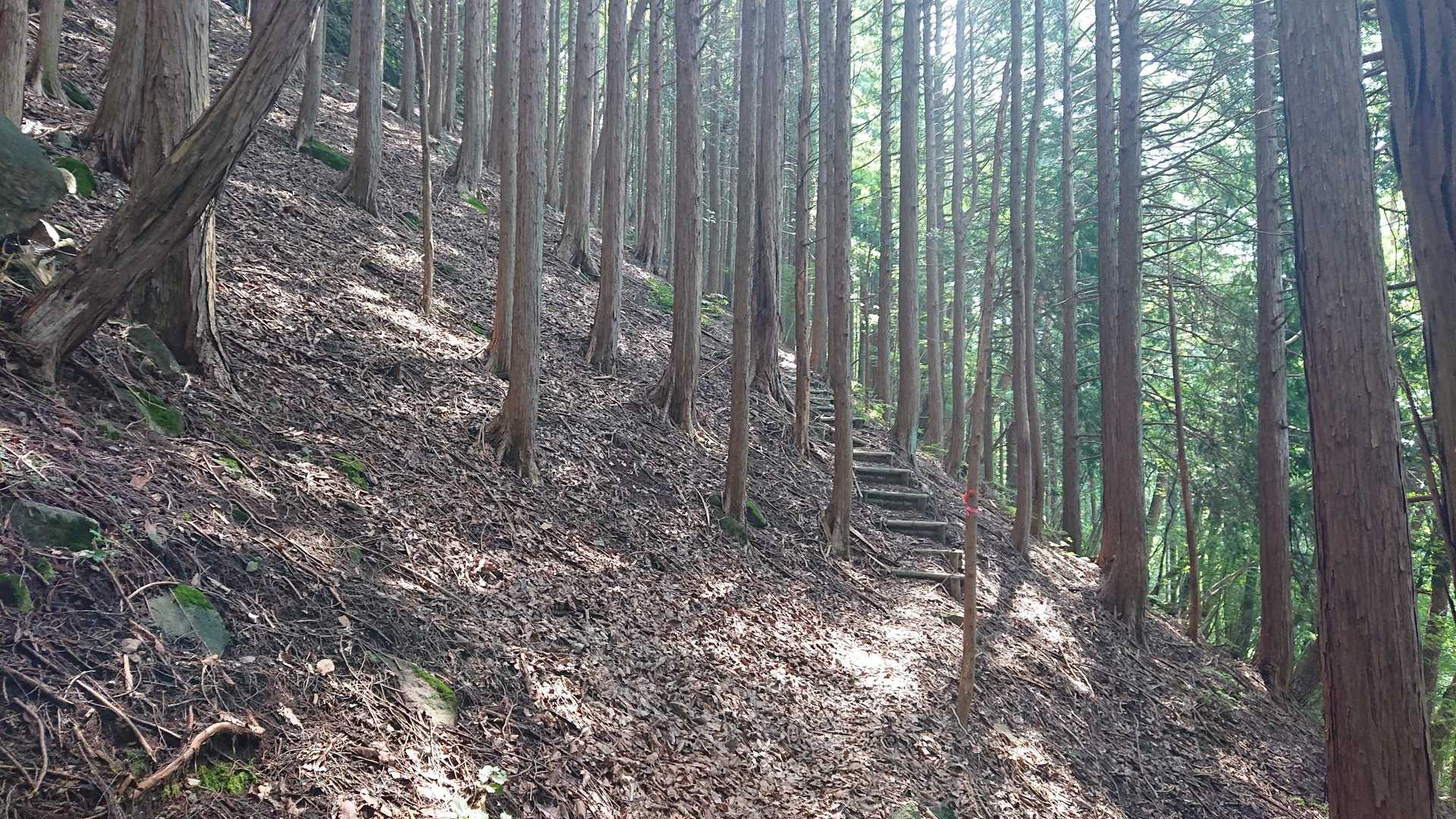 擬木階段で整備されてる
しっかりした登山道じゃないですか🤩