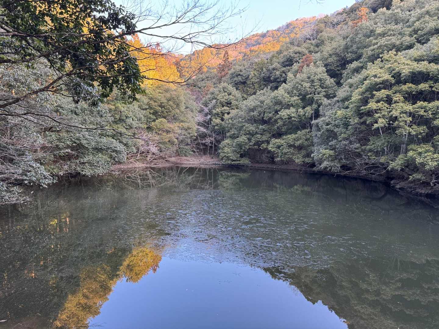池真ん中がうっすらと凍っていた❄️