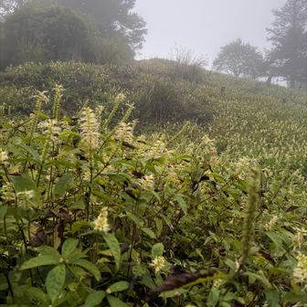 日向峰を目指すが笹漕ぎが酷く諦め、とりあえず反対側の平尾山でも行ってみますか