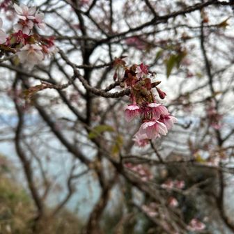 寒桜は終わりかけ。