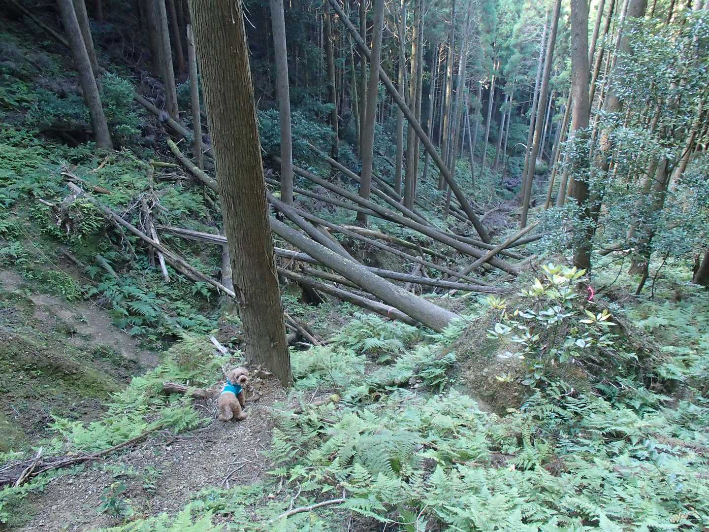 登山道崩壊してました