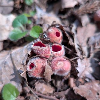 シロキツネノサカズキモドキ🍄‍🟫