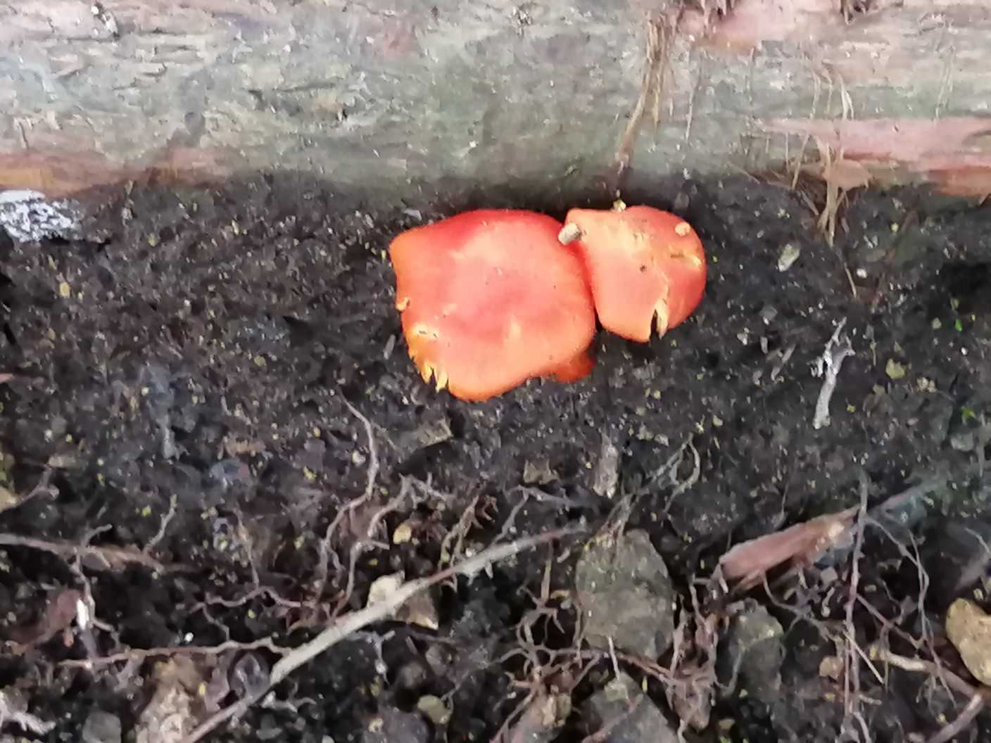濃いオレンジ色で目立ってました🍄