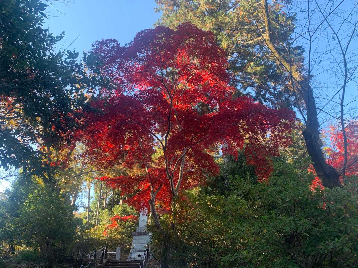 紅葉の写真、まだ続きます🍁
