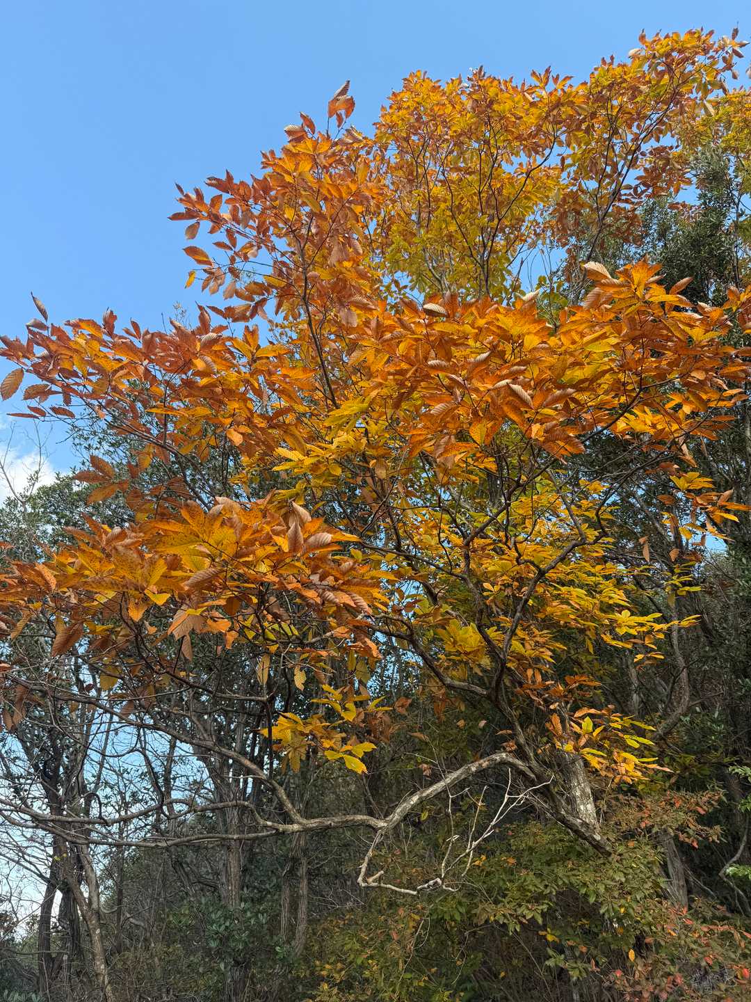 紅葉も少し残ってました