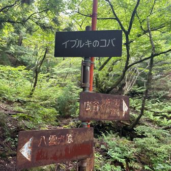 下山はイプルキのコバへ。