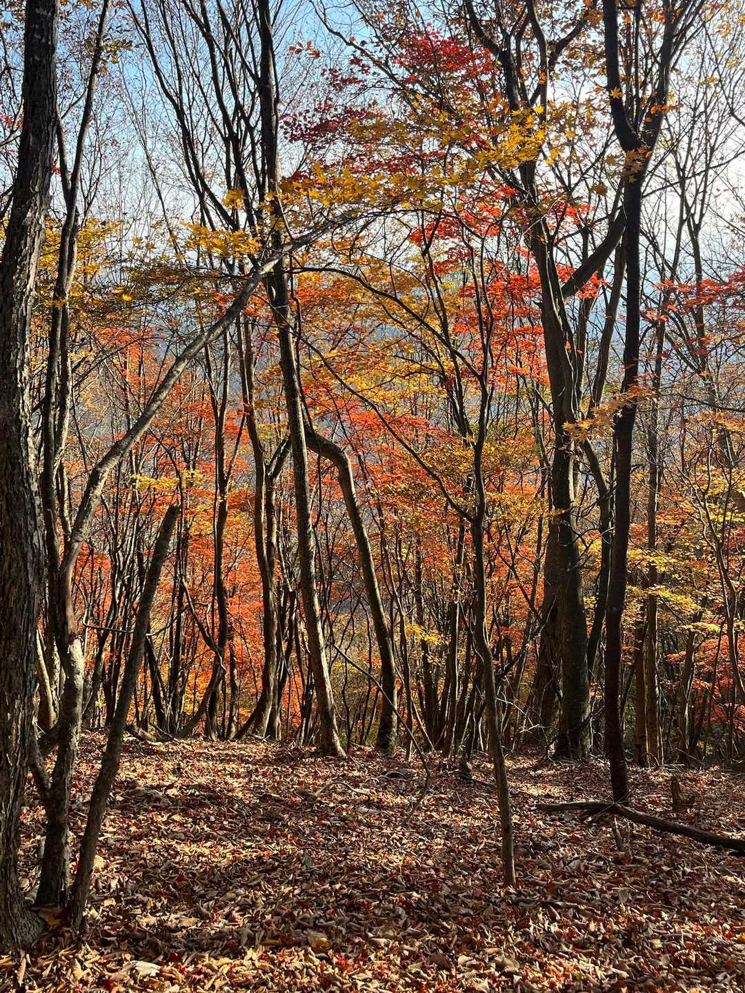名郷バス停-鳥首峠-天神山-ウノタワ-横倉山-妻坂峠 周回コースの写真