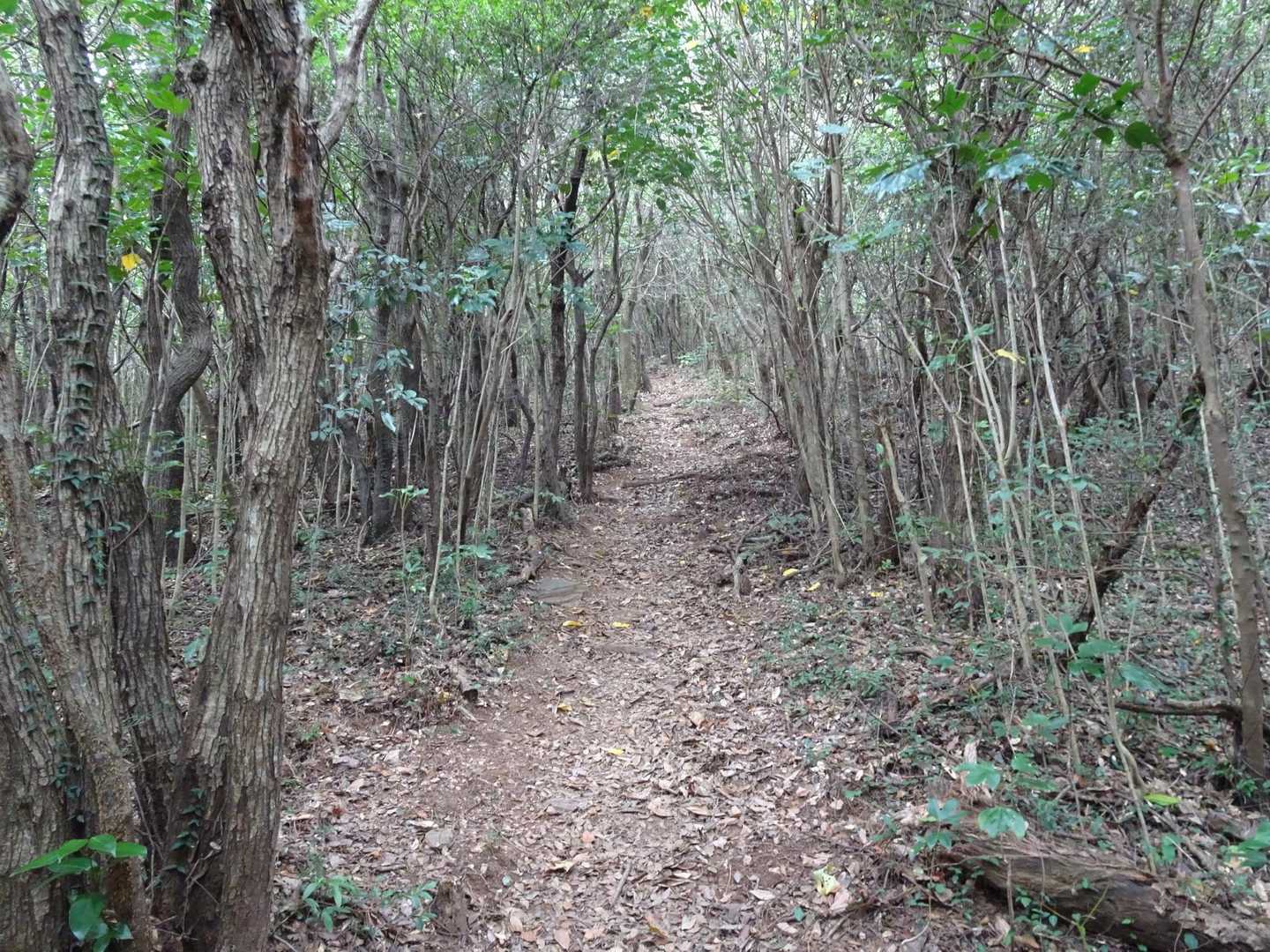 庄十山-藤尾山-中西山-衣笠山 周回コースの写真
