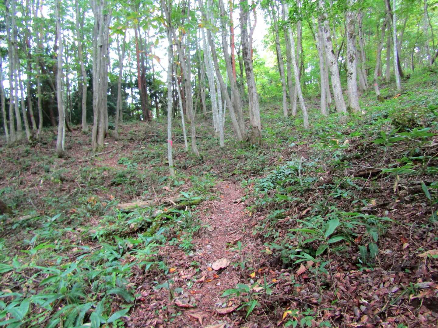 あー　このコースは林道までそこそこキツかったの思い出した😓
樹林帯なので山頂付近まで全く濡れずに済みました👌