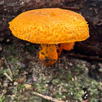🧡🍄‍🟫きのこ祭り🍄🧡
