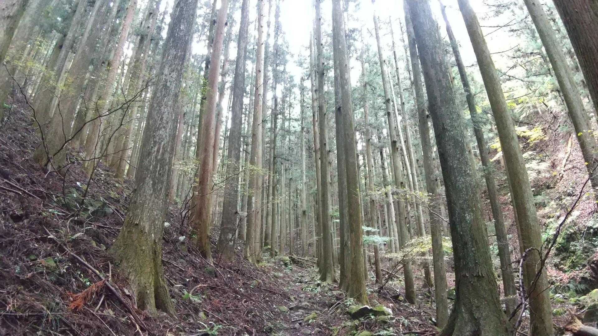 鹿岳の中腹は常緑樹なので紅葉🍁はありません