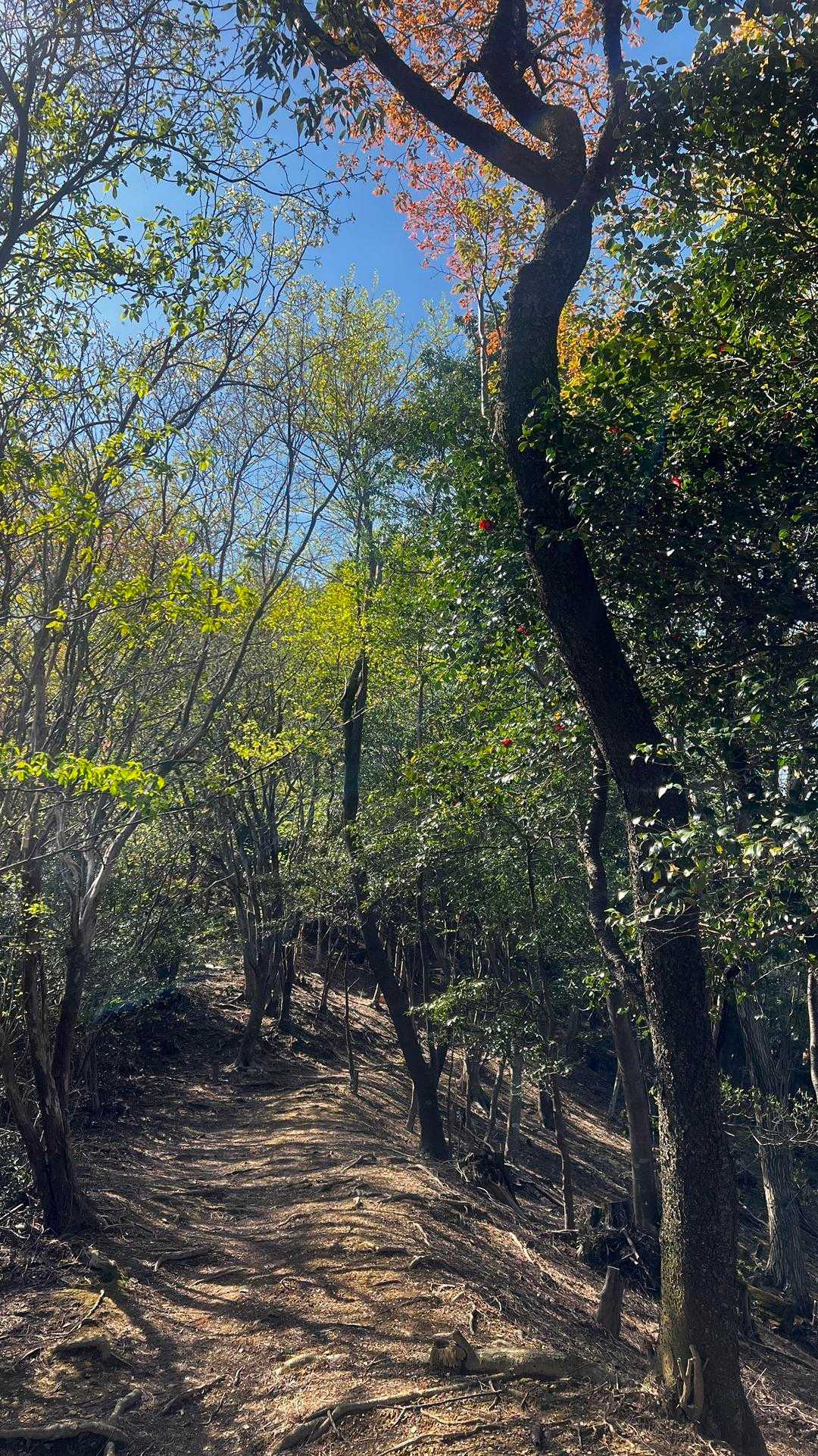 西龍王山登り口-西龍王山 往復コースの写真
