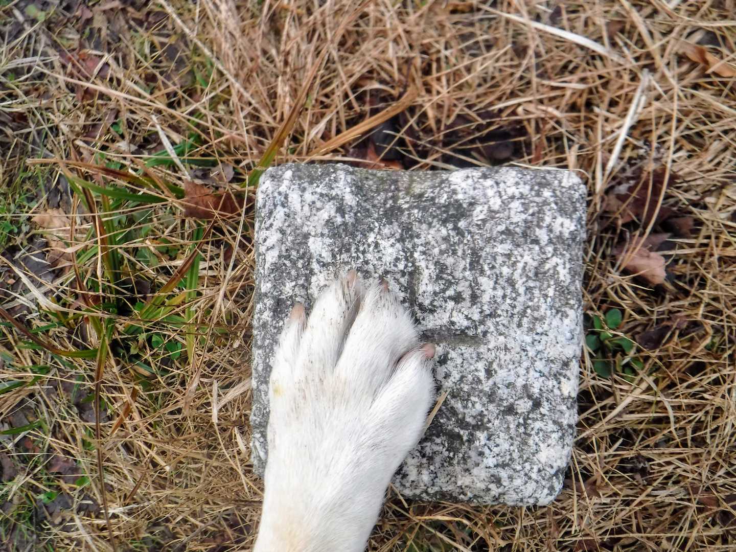 タッチ🐾