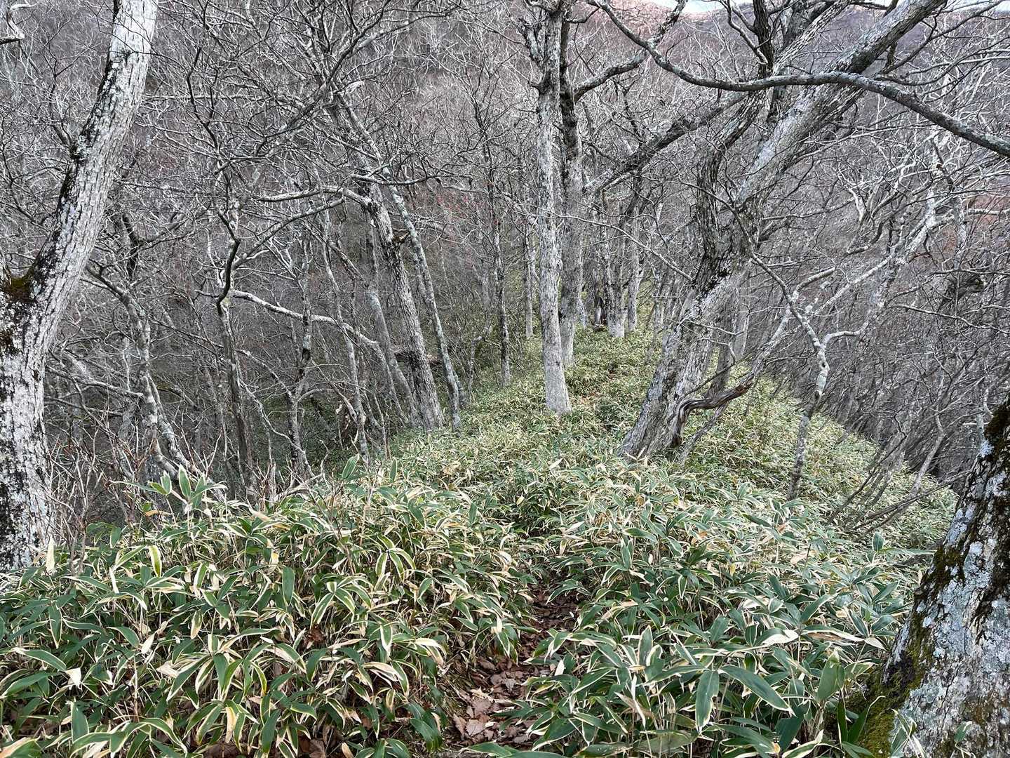 後はひたすら登りです。
