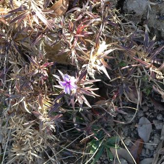 シバザクラらしい