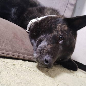 甲斐犬ルルとゆかいな家族