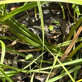 草むらにひそむ🐸ベビーたち