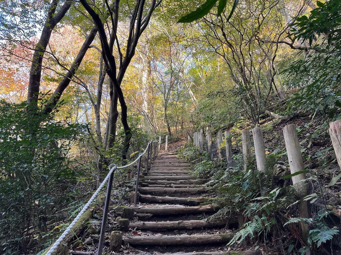 階段が辛いけど、紅葉に癒されます🎵