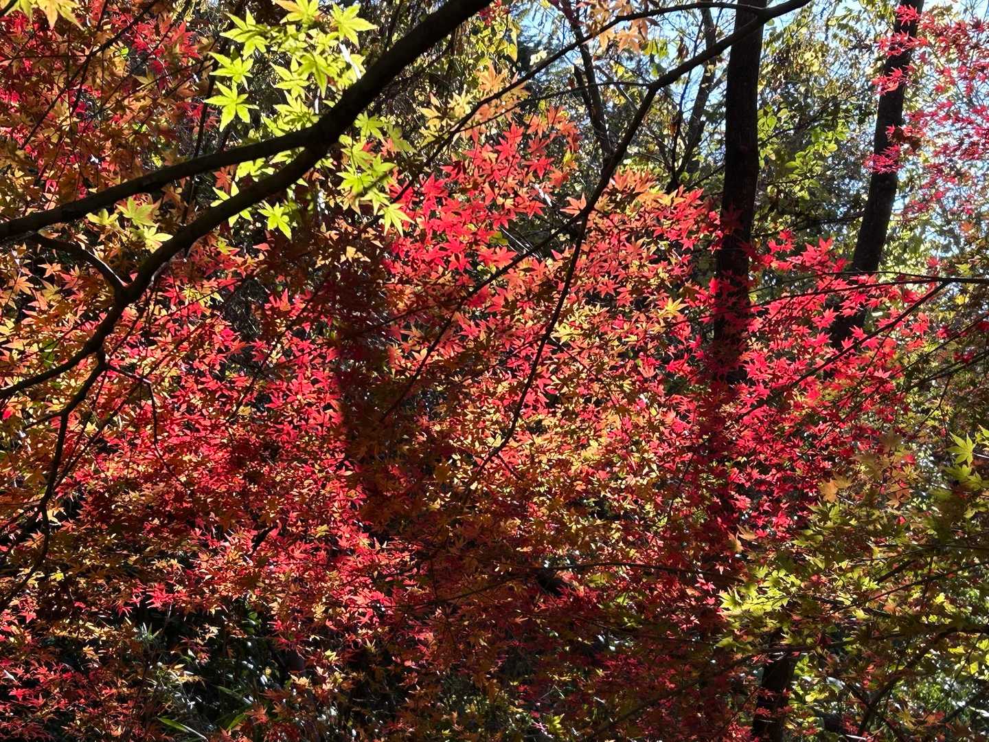 龍ノ口山 往復コースの写真