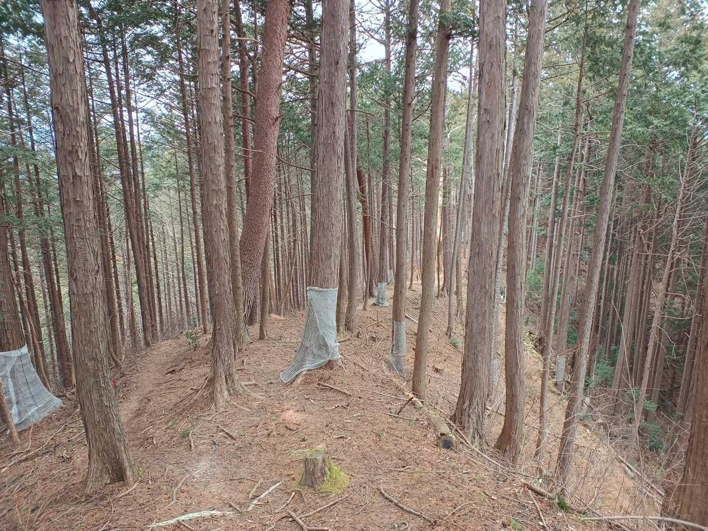 急登だったのは最初だけ。見晴台から先は緩急の緩いアップダウンで歩きやすい。