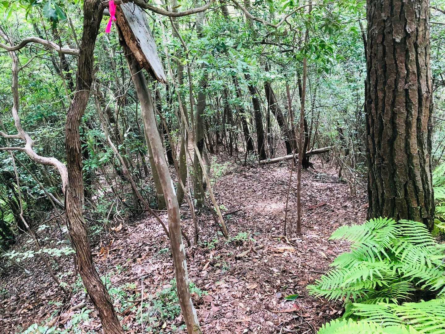 やっとシダゾーン🌿抜けました😆
この後もまだ少し🌿ありました
