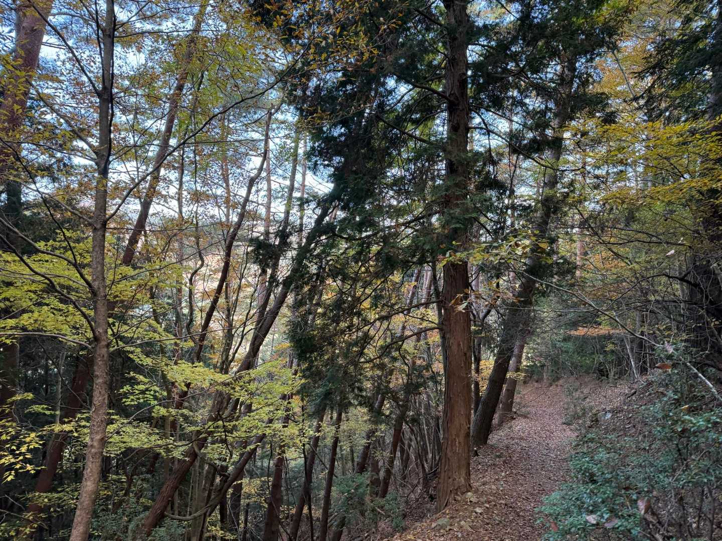 ほんと綺麗な登山道🤗