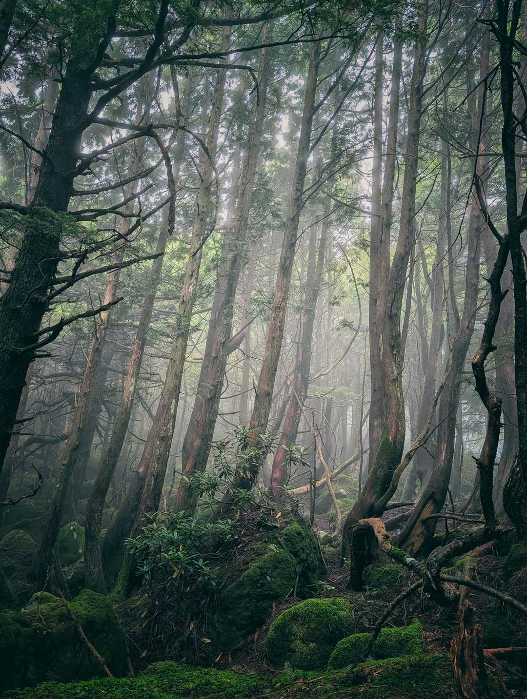 桟敷山-小桟敷山 周回コースの写真