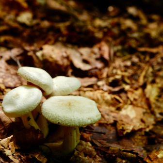 きのこ🍄‍🟫