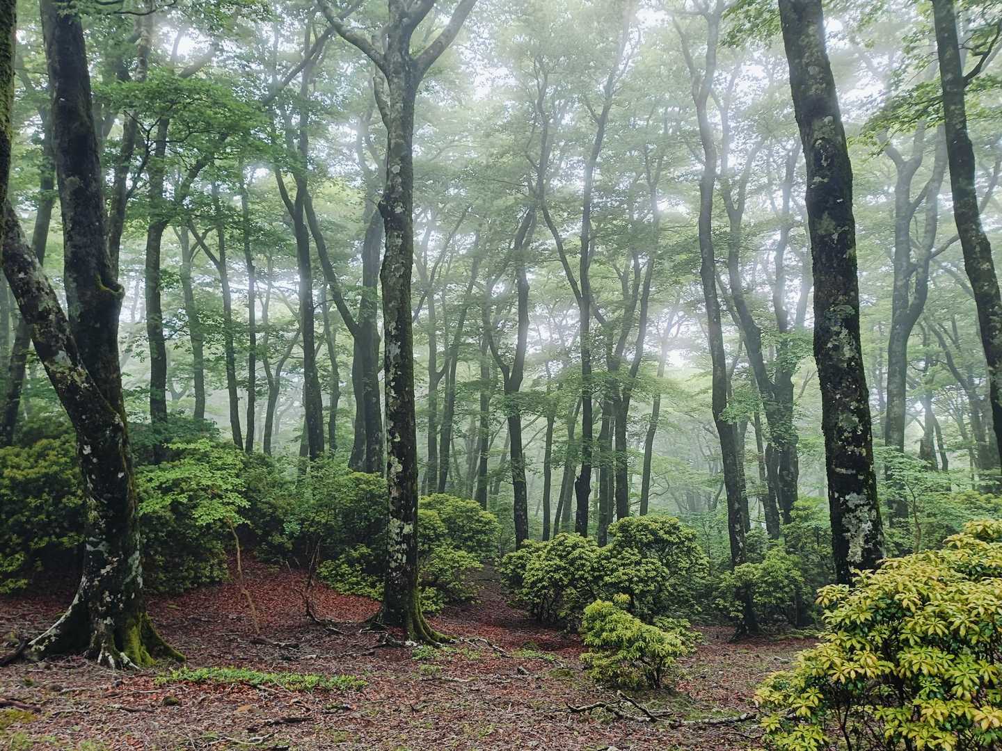 ブナの林🌳が素晴らしい!✨