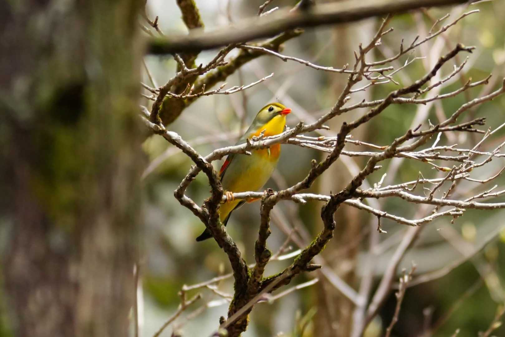 赤い口紅のソウシチョウ