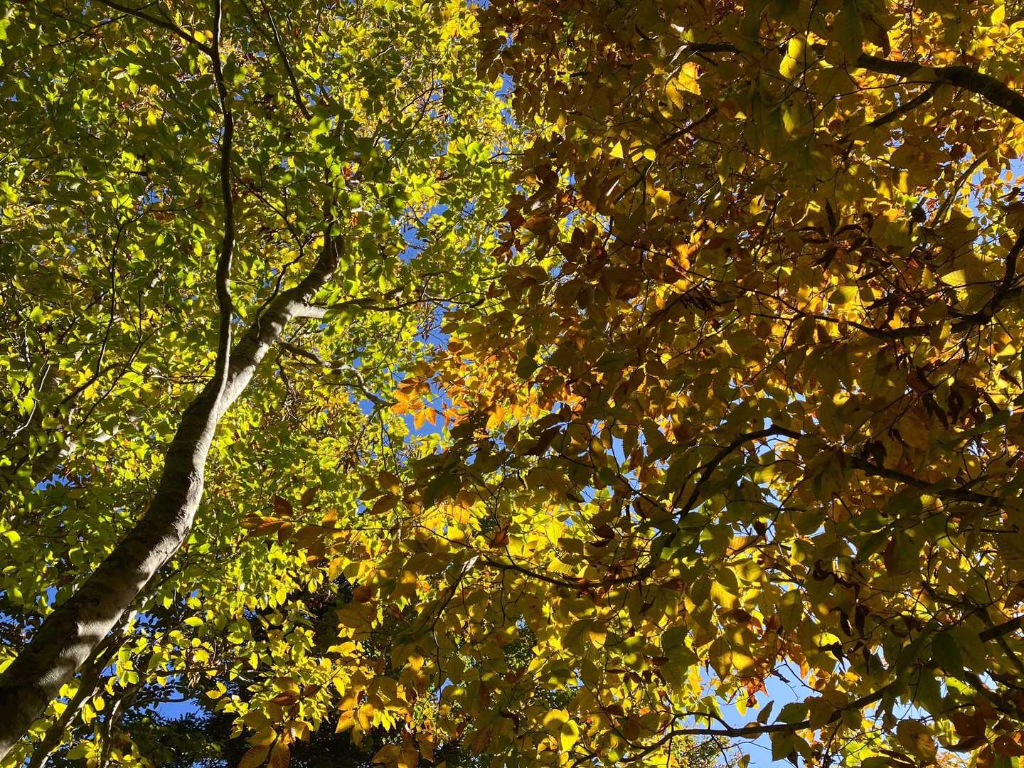 【 紅葉🍁の名言集】
全ての葉は秋の樹木から舞い散りながら、私に至福をささやく。
エミリー・ブロンテ