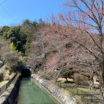 この辺りの桜はちらほら🌸