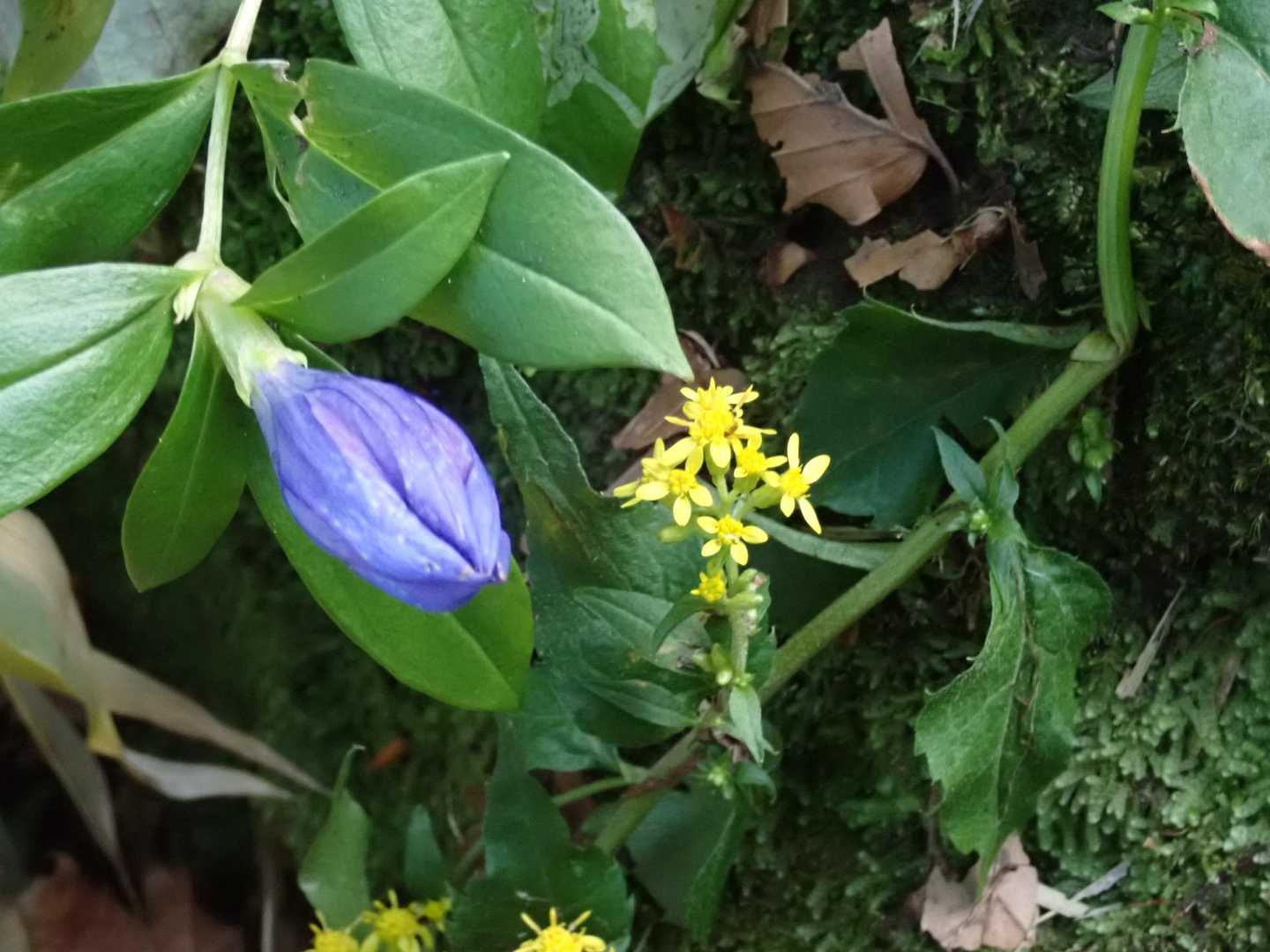 秋といえば