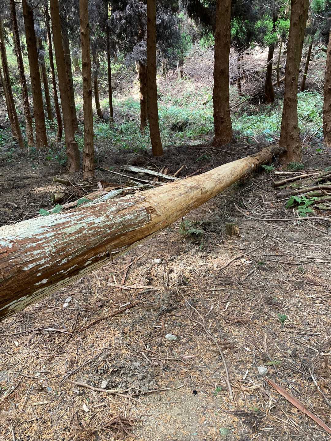 杉の倒木が登山道を塞いでいます。皆さん皮が剥げてツルツルの所を越えて行くのでしょう。