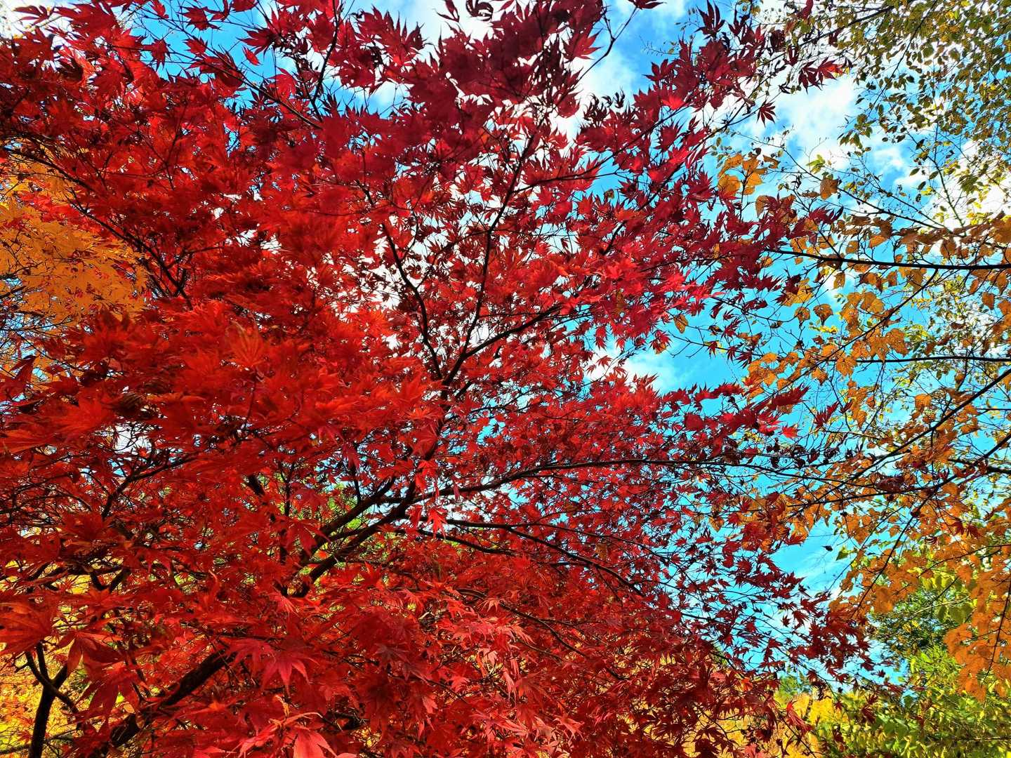 紅葉🍁
青空に映えてました