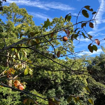 秋ですね🍂