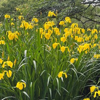 黄菖蒲が皇子山公園に咲き誇って
本日の〆です
京阪大津京駅へ🚃
家にいたらしんどいけど　外に出ると楽になります　　
今日の🍺🥟はパスさせてもらいます
臭っさって　言われないように😆
それに駅に🛵置いてるし