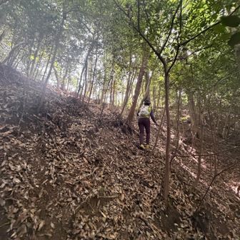 最後急登登ると歩き易い登山道に合流