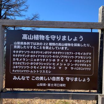 急に呪文！？高山植物の名前だった。
キタダケ〜があるから南アルプスの植生と近いのかな