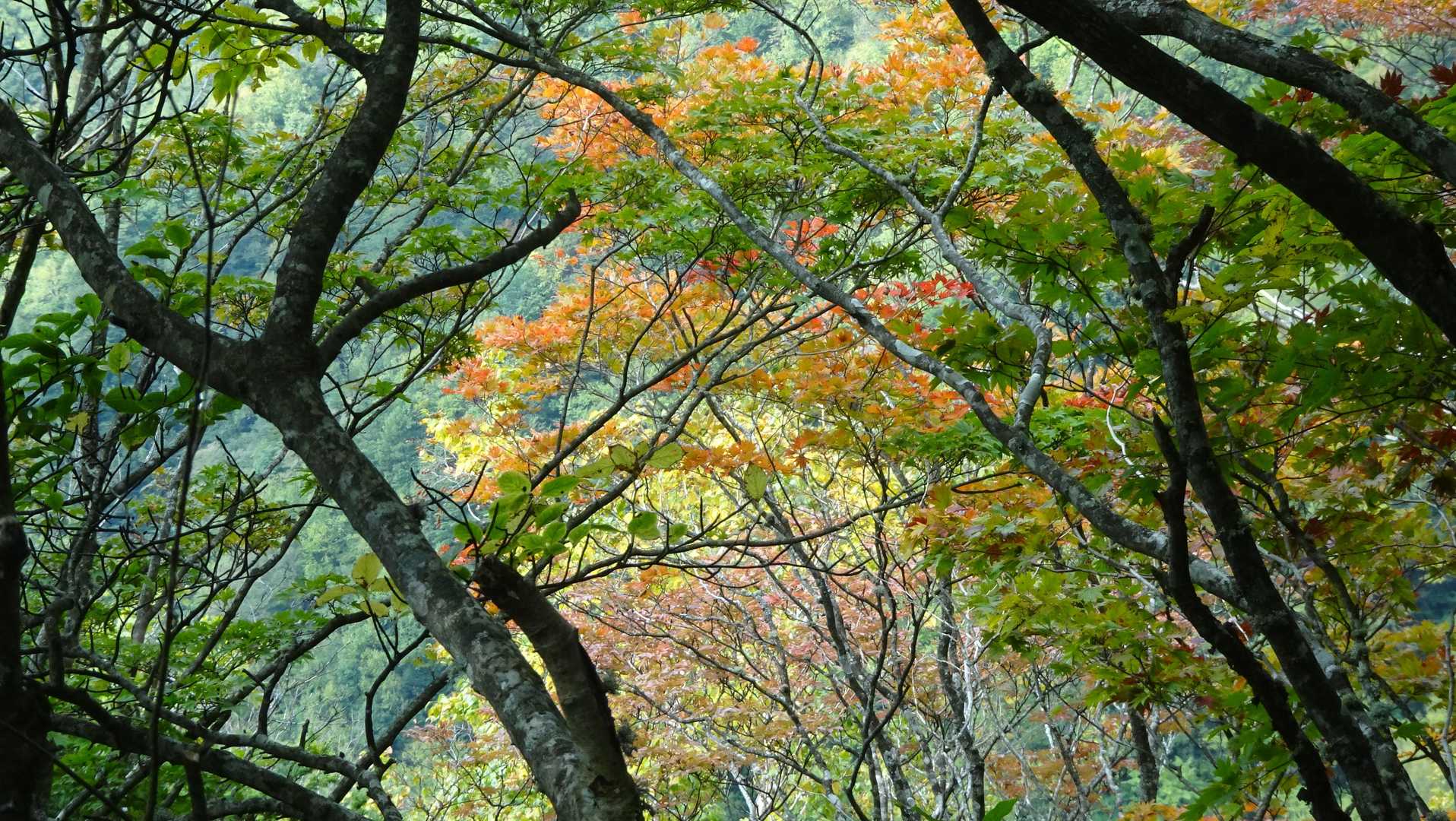 紅葉も進みつつあるようです