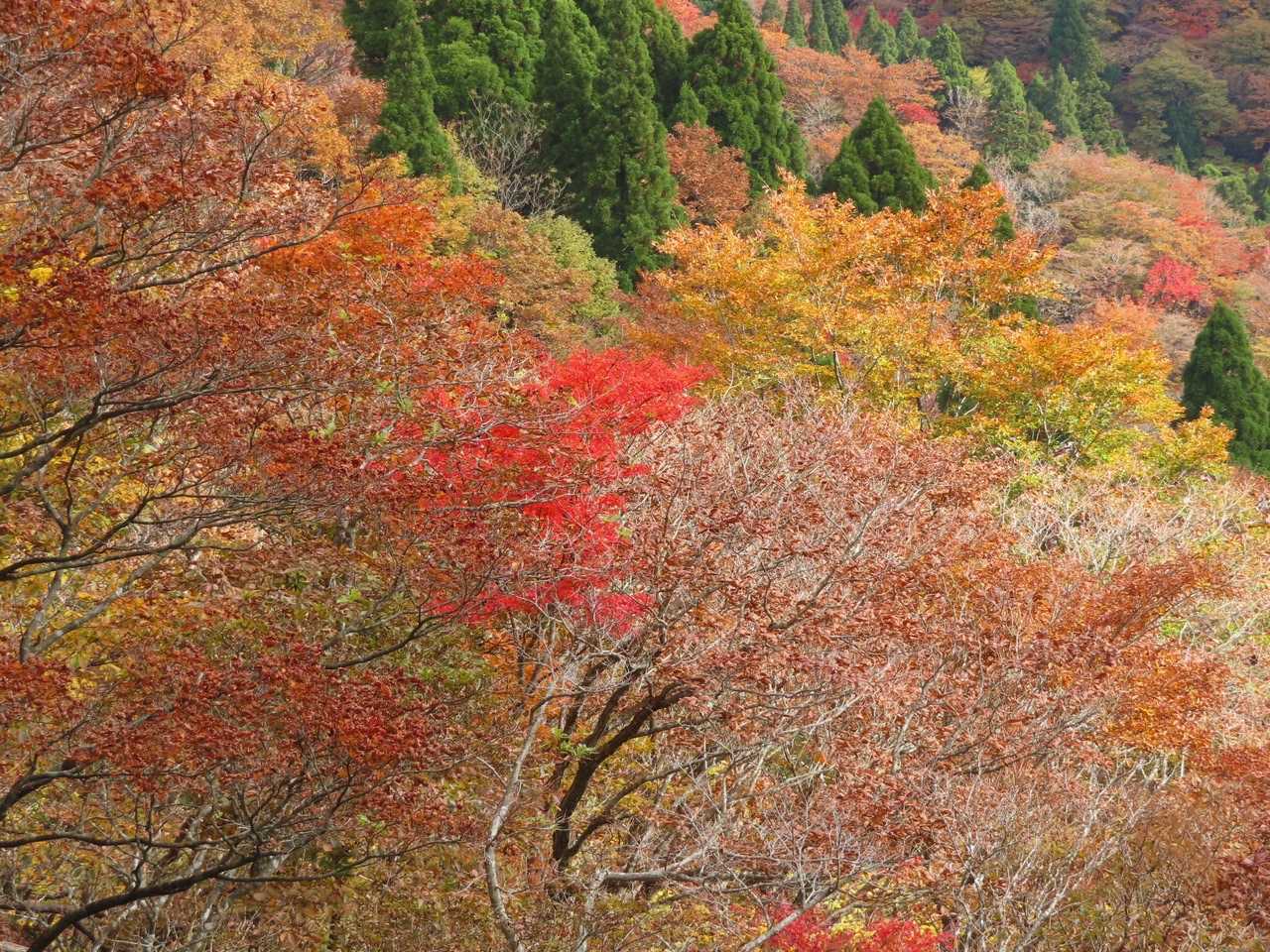 針葉樹のグリーンと黄色と紅葉、美しい‼️