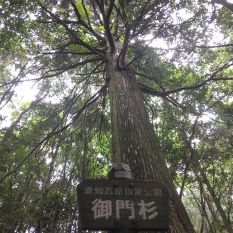御門杉さん、今日もよろしくね