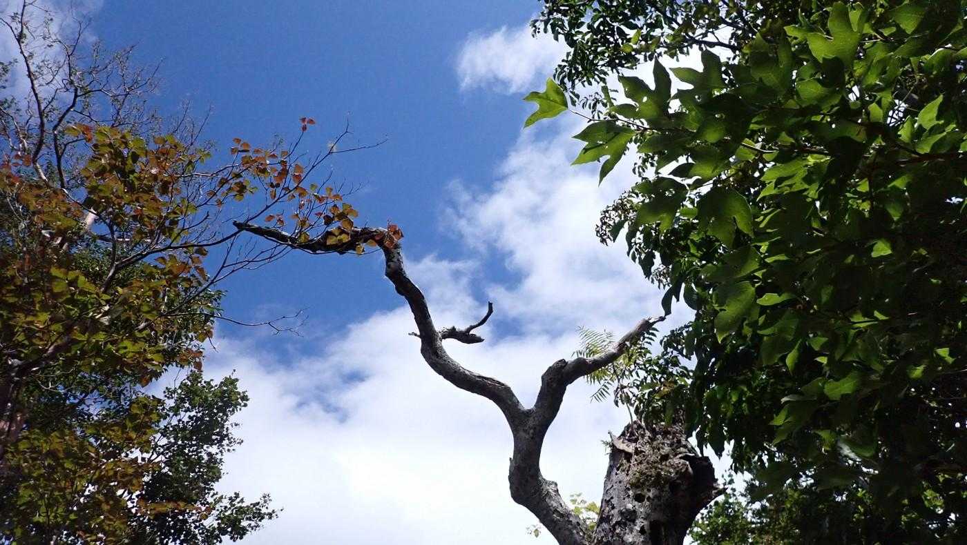 枯木と青空。
近くで何かの気配。