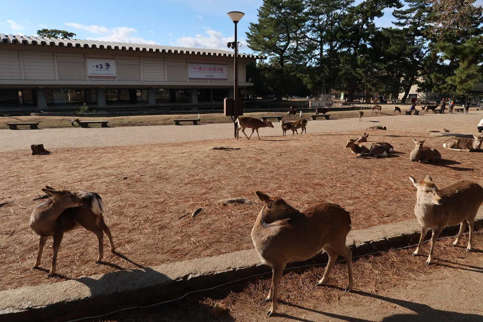 奈良国立博物館の前です😉。奈良公園にはご存じの通り鹿が沢山いて、歩道や車道でも平気で歩いています🦌。