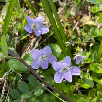 タチツボスミレも…💕